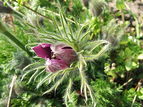 Pulsatilla