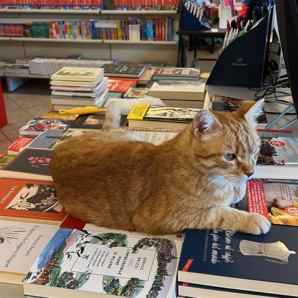 Galleria immagini Ubik